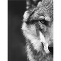 Nordic Wolf Head Wild Animal Canvas Painting Poster for Home Decor