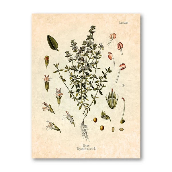 Vintage Herbs Spices Botanical Canvas Painting Poster for Home Decor