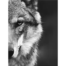 Nordic Wolf Head Wild Animal Canvas Painting Poster for Home Decor