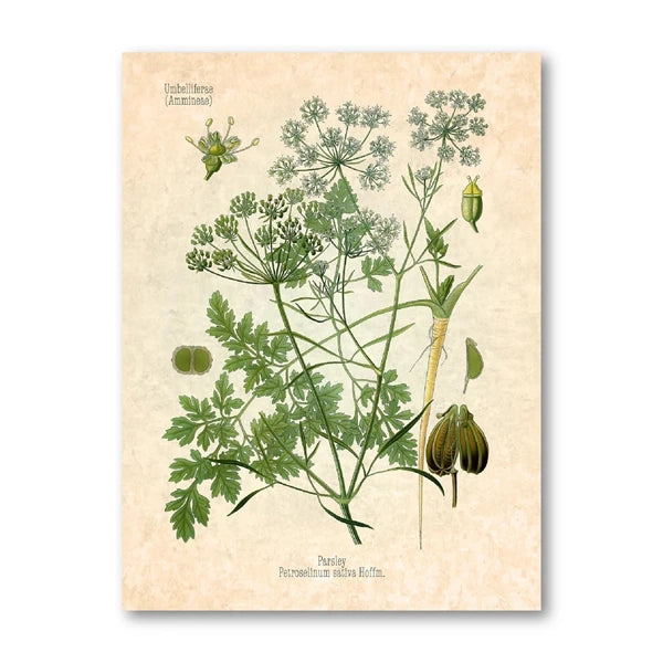 Vintage Herbs Spices Botanical Canvas Painting Poster for Home Decor