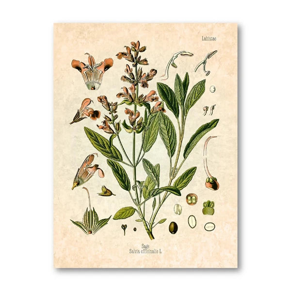 Vintage Herbs Spices Botanical Canvas Painting Poster for Home Decor