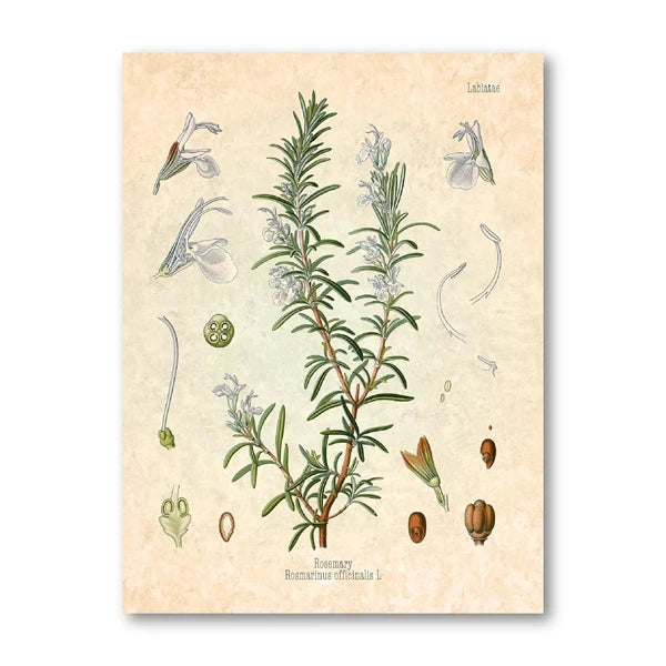 Vintage Herbs Spices Botanical Canvas Painting Poster for Home Decor