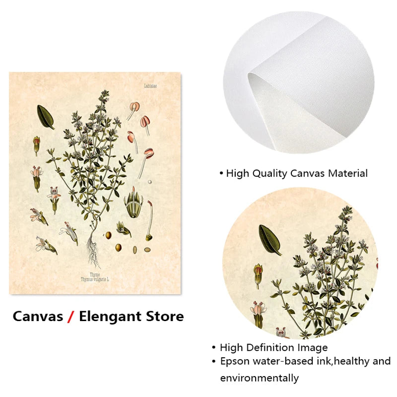 Vintage Herbs Spices Botanical Canvas Painting Poster for Home Decor