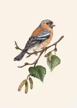 Retro Animal Garden Birds Canvas Painting Poster for Home Decor