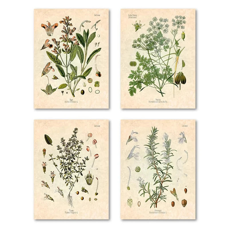 Vintage Herbs Spices Botanical Canvas Painting Poster for Home Decor